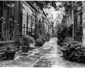 A imagem pode conter: planta e atividades ao ar livre